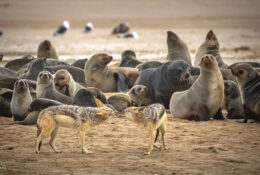Namibia_August (14/135)